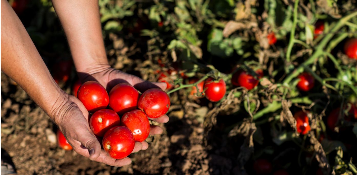 Hida tomatikastmed värskest toorainest